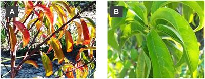 Biochemical Characterization and Differential Expression of PAL Genes Associated With “Translocated” Peach/Plum Graft-Incompatibility